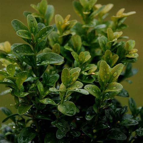 Buxus Sempervirens Buis Commun Arbuste Persistant Pour Haies Basses