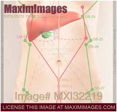 Image of TCM Liver and Gallbladder meridian acupuncture points | Stock ...