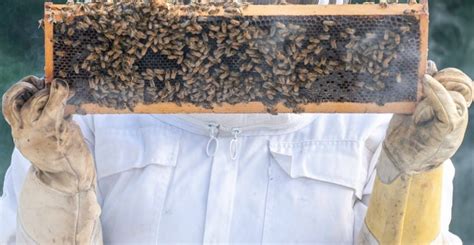 Best Beekeeping Gloves For Protection - Beekeeping 101