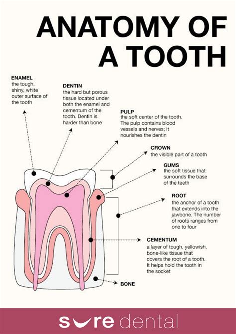 Anatomy of a Tooth - Sure Dental