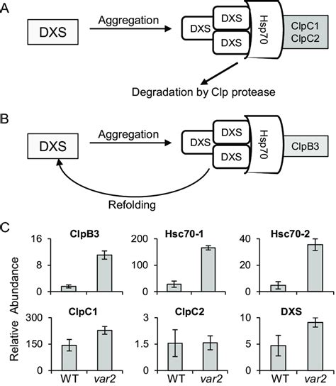 The Cpupr Like Response Contributes To The Refolding Of Enzymes