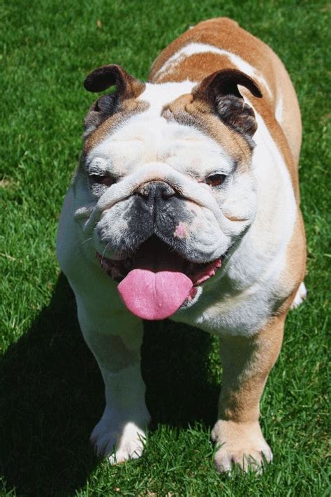 500+ English Bulldog Names - Popular Male and Female Names