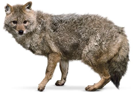 Jackal Facts What Do Jackals Eat Dk Find Out