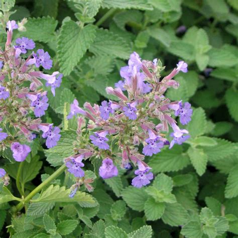 Nepeta Faassenii Walkers Low Catmint For Sale Rare Roots