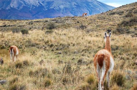 Guanacos at Torres del Paine #Gustavo Errazuriz Santa Cruz # ...