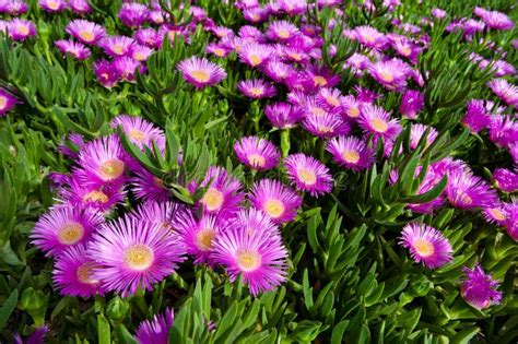 Bright Pink Flower On Creeping Succulent Plant Stock Image - Image of ...