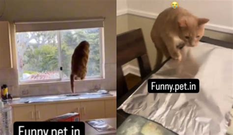 Hilarische Videos Zeigen Katzen Die Sich Vor Aluminiumfolie Erschrecken