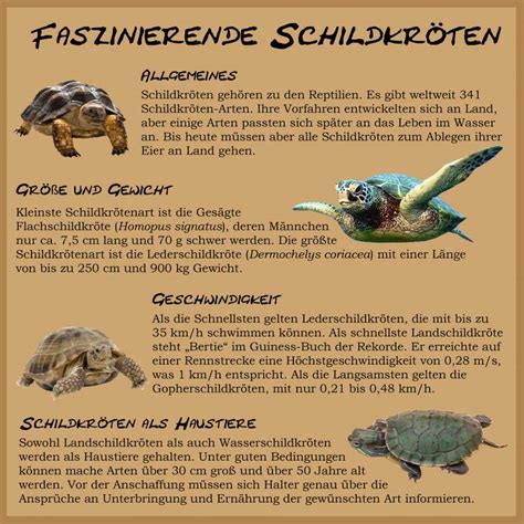 Fact Sheet über Schildkröten VDA online