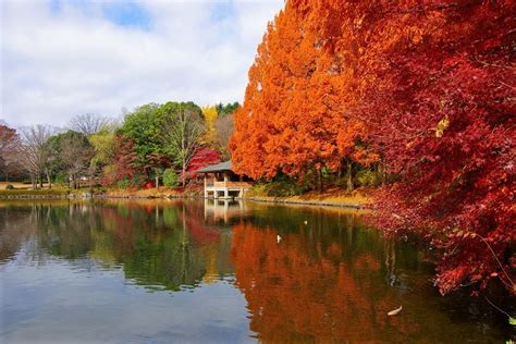 宇都宮市 栃木県中央公園 紅葉