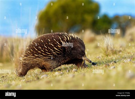 Tachyglossus Aculeatus Short Beaked Echidna In The Australian Bush