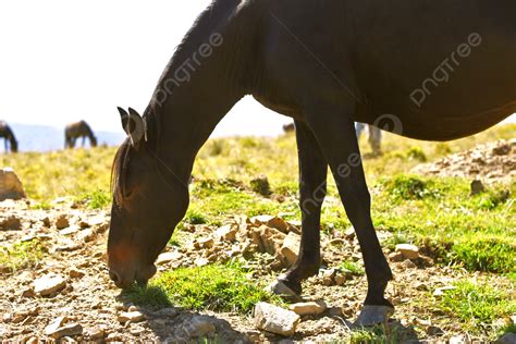 Horses Horse Country Background Images, HD Pictures and Wallpaper For Free Download | Pngtree