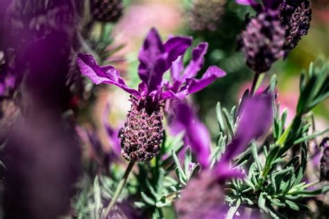 Lavender Flowers Nature Free Photo On Pixabay Pixabay