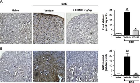 EO Attenuated Microglial Activation And Pro Inflammatory Mediator