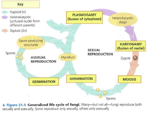 Fungal Life Cycle Diagram A Life Cycle Of Fungi Asexual A