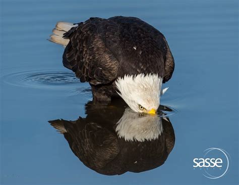 Bald Eagles and Their Local Habitat - Hancock Wildlife Foundation