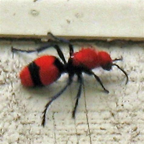 Red Velvet Ant Sting