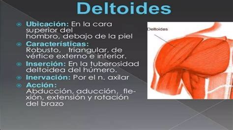 Musculos Dorso Y Mmsseii Pptx