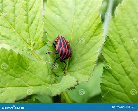 Adult Striped Shield Bug Graphosoma Lineatum Staying On A Green Leaf