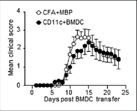 Immunization With Either Complete Freund S Adjuvant CFA Plus Myelin