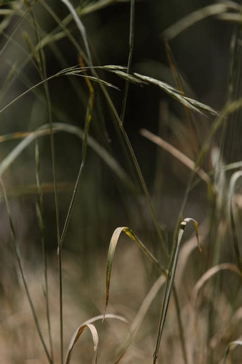 Green Grass in Close Up Photography · Free Stock Photo