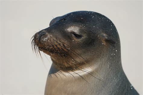 Dsc P Galapagos Sea Lion Julene Bailie Flickr