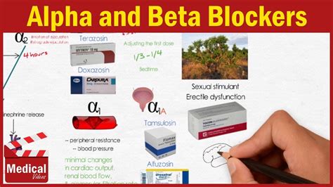 Pharmacology Ans 4 Alpha Blockers And Beta Blockers Adrenergic