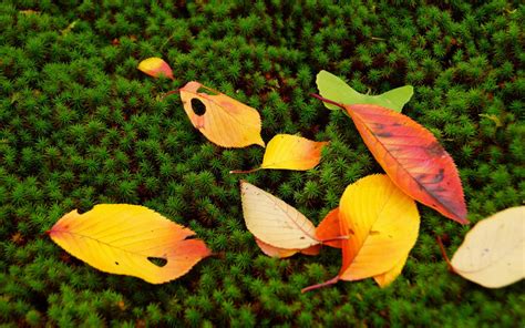 Hd Leaves Autumn Fall Nature Moss Seasons Colors Photo Background