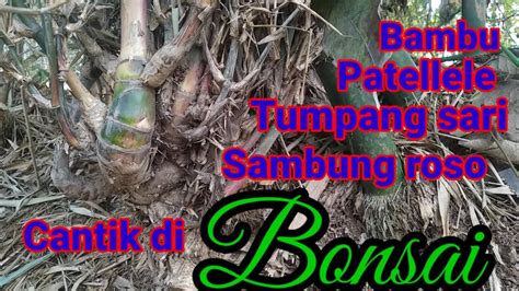 Mbolang Bambu Unik Dapat Sambung Roso Patellele Tumpang Sari Sak Pri