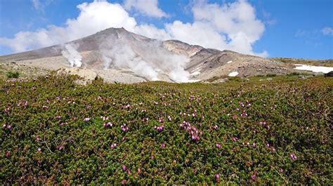 大雪山旭岳の花情報 Daisetsuzan Asahidake Ropeway