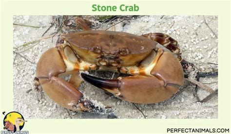 Discover 12 Crabs In Florida With Pictures Perfect Animals