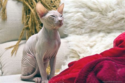 Funny Cool Pictures: Hairless Cats