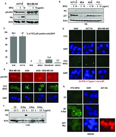 Specific Uptake Of RP53 By K Ras Mutant Cell Lines A Endocytosis Of