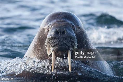 829 Walrus Teeth Stock Photos High Res Pictures And Images Getty Images