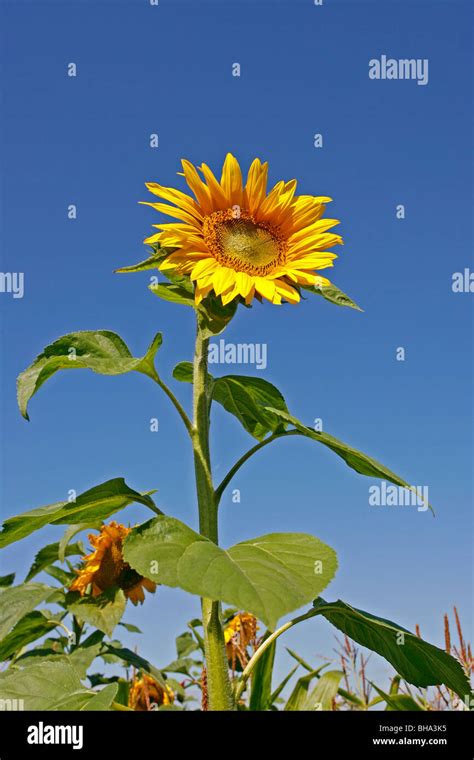 Sunflower Helianthus Annuus Stock Photo Alamy