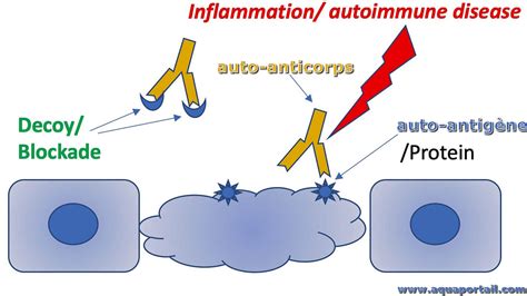 Autoantig Ne D Finition Et Explications