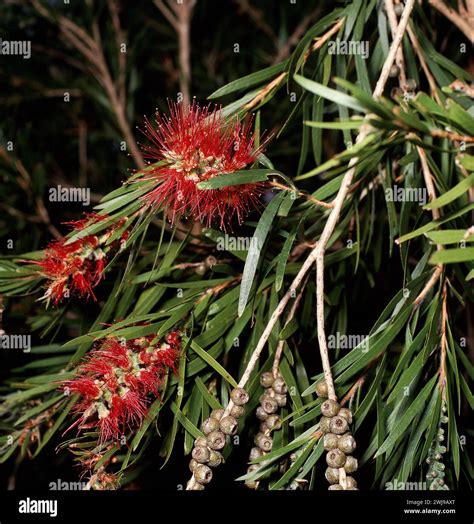 Melaleuca Viminalis Commonly Known As Weeping Bottlebrush Or Creek