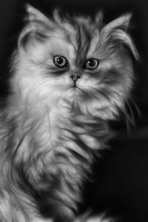 Persian Cat Wallpapers - 4k, HD Persian Cat Backgrounds on WallpaperBat