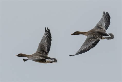 Tundrasædgås Tundra bean goose Anser serrirostris Boldings