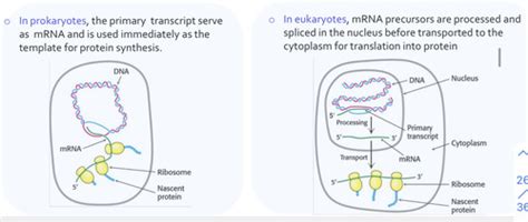 RNA synthesis, processing and clinical correlations Flashcards | Quizlet