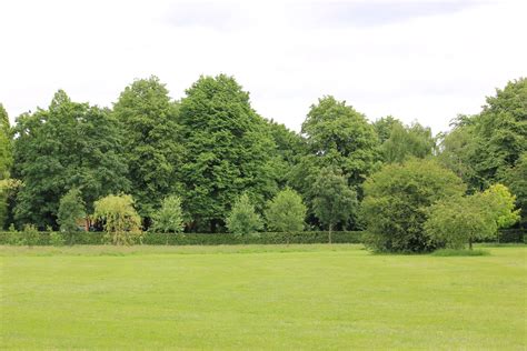 Grass With Trees Grass Background Background Images Psychic Source