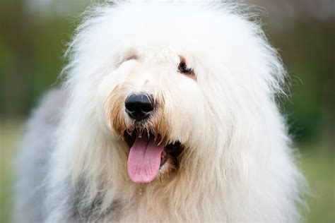 10 Fluffy Dog Breeds: Fuzzy, Long-Coated Canines Worth Cuddling