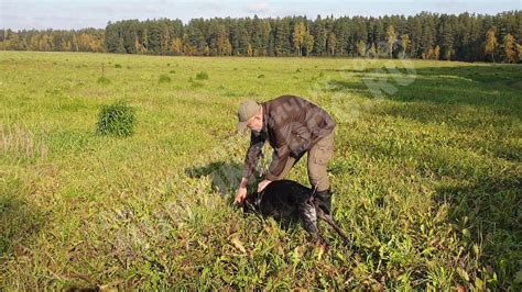 Волок поиск по следу и аппортировка подранка — обучение в питомнике vom ...