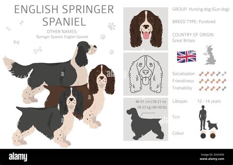 English springer spaniel clipart. Different poses, coat colors set ...