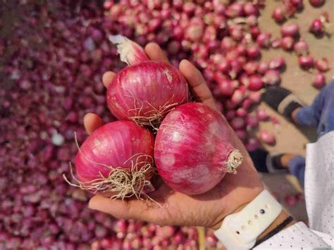 A Grade Maharashtra Garva Onion For Human Consumption Onion Size