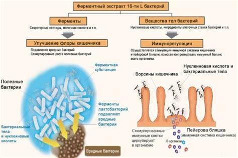Симбиотики для кишечника: лакто- и бифидобактерии в одном препарате