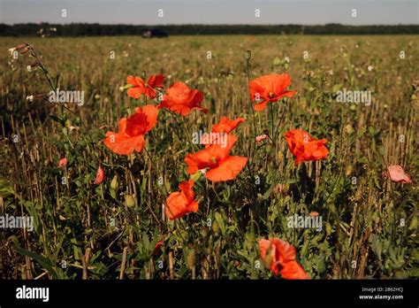 Corn Poppies Papaver Rhoeas Hi Res Stock Photography And Images Alamy