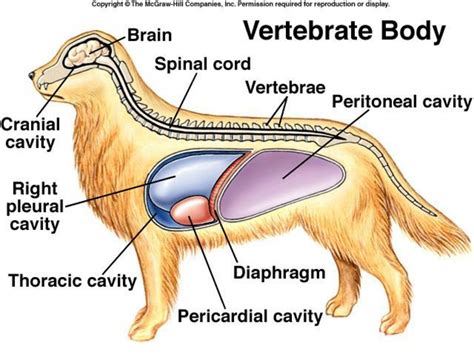 PPT - Vertebrate Body Structure PowerPoint Presentation, free download ...