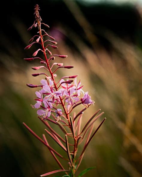 Shallow Focus Shot Of Fireweed Flowering Plant In The Field With Blur