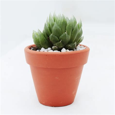 Haworthia Cooperi Succulents With Care Guide Succulents Box