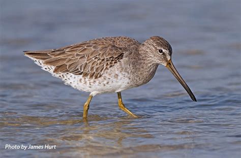 Tennessee Watchable Wildlife | Short-billed Dowitcher - Habitat: WATER